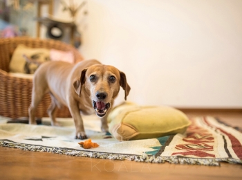 家庭日记 满满滴生活味道